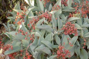 Estepona, bloemen en planten